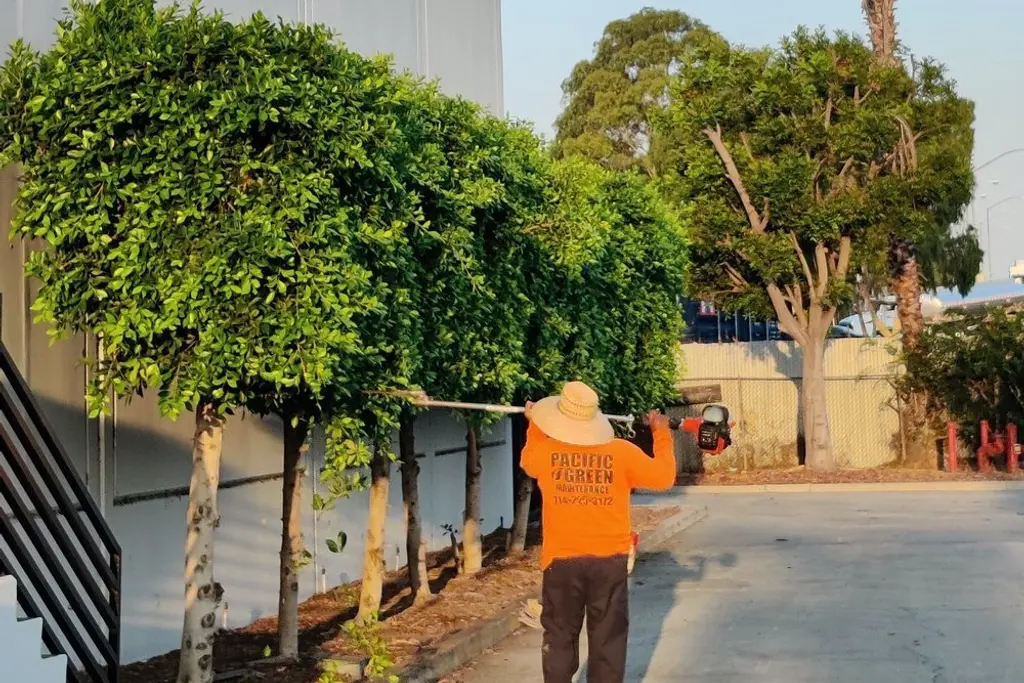 Pacific Green crew member trimming a row of shaped trees beside a commercial building