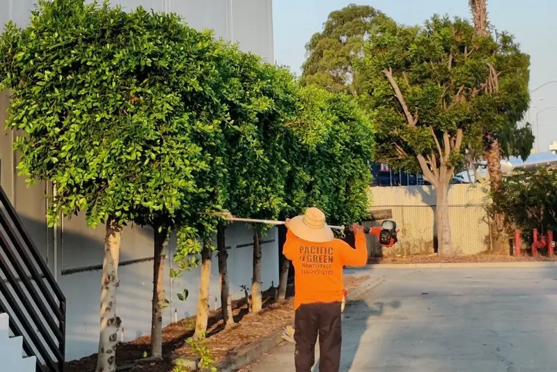Pacific Green crew member trimming a row of shaped trees beside a commercial building