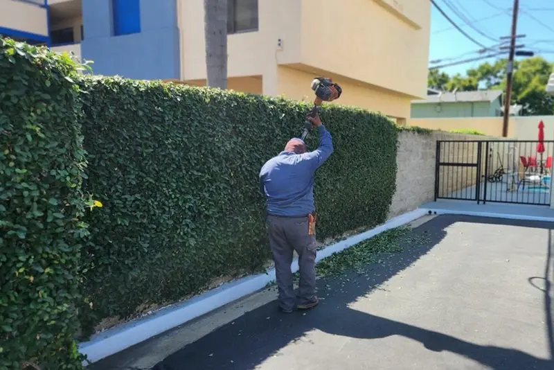 Crew member using a pole trimmer on a tall hedge screening a commercial building and driveway