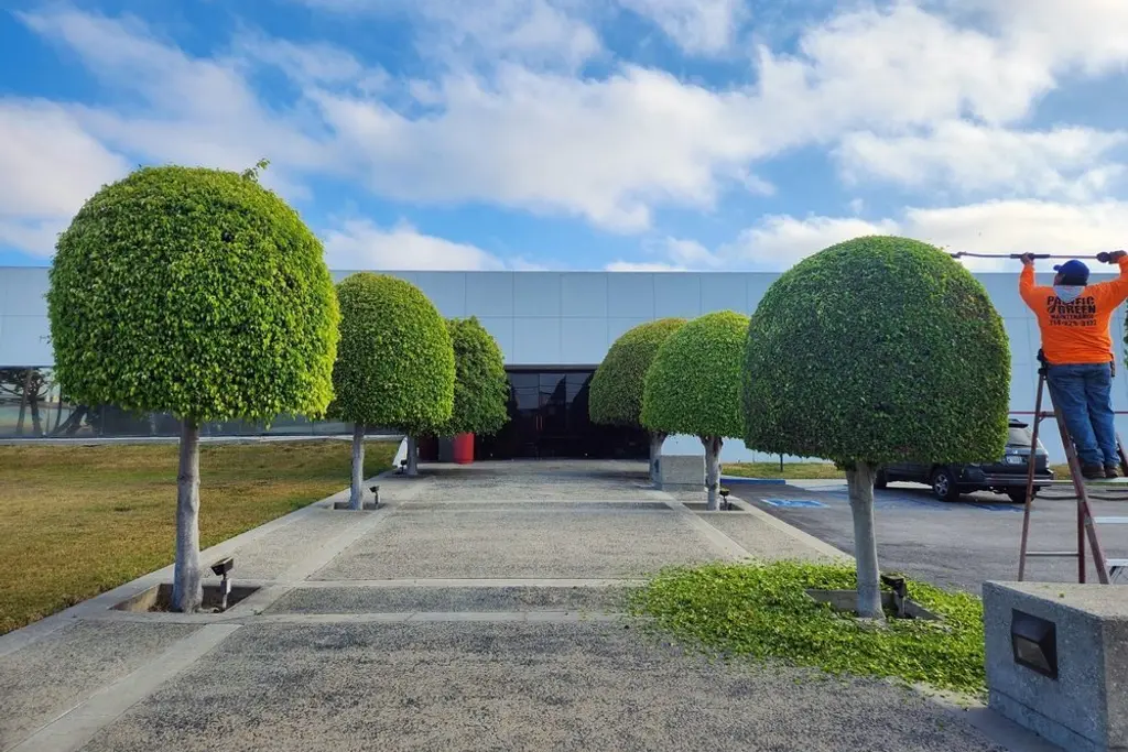 Row of rounded topiary trees in a commercial parking area with two crew members working from ladders