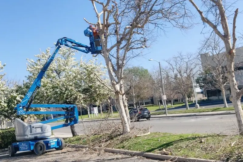 Blue articulating boom lift raised into a bare tree canopy for trimming beside a commercial street
