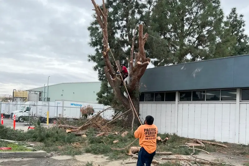 Crew member beside a large tree being sectionally removed next to an industrial building