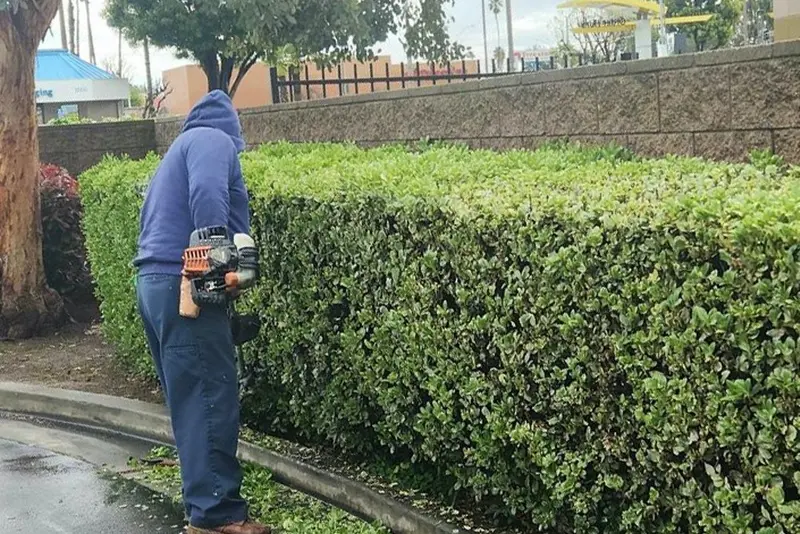 Crew member using a hedge trimmer on a long formal hedge beside a commercial wall