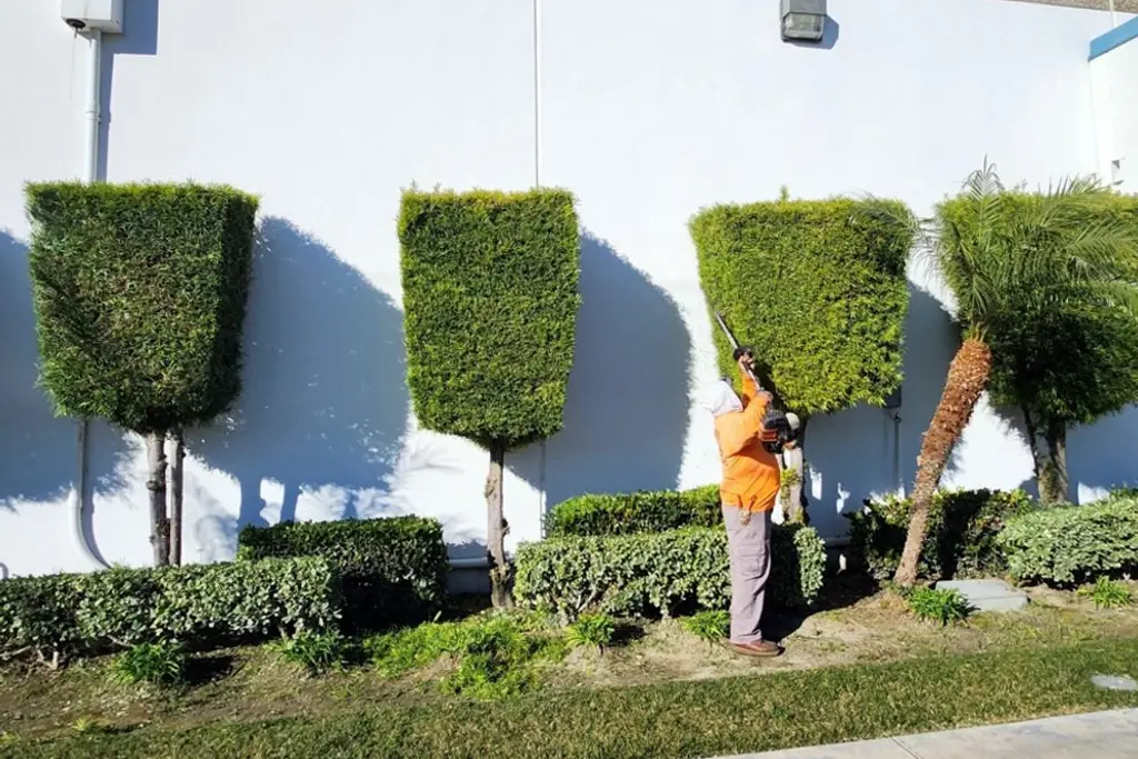 Crew member trimming column shaped shrubs against a white commercial building wall