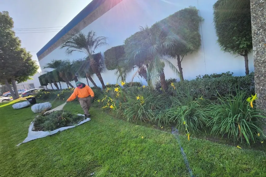 Crew member working in a freshly planted bed with palms and irrigation spraying at a commercial building