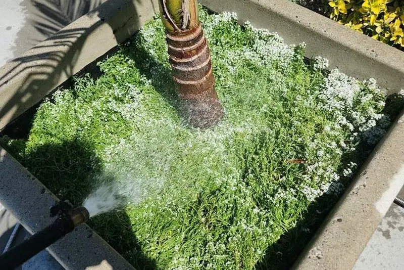 Close view of irrigation spraying into a raised concrete planter containing a palm and groundcover