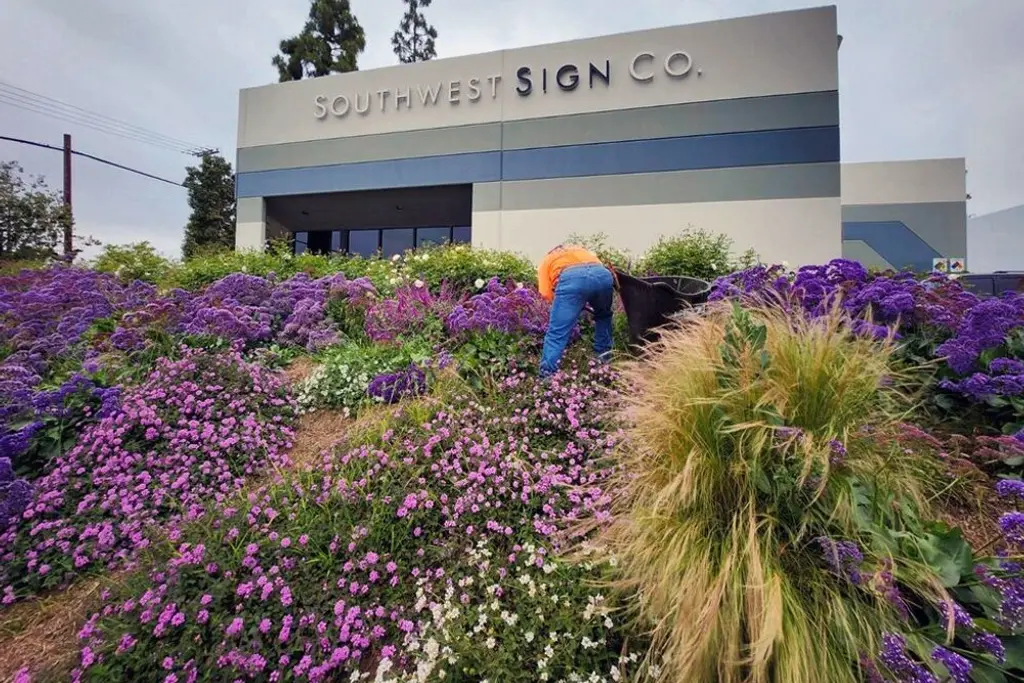 Crew member working in a bank of purple flowering groundcover and ornamental grasses at a commercial building