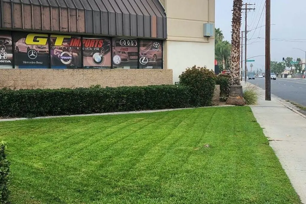 Striped mown lawn in front of a single story retail storefront with a palm and parking