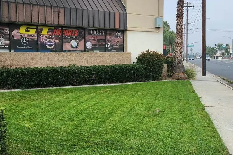 Striped mown lawn in front of a single story retail storefront with a palm and parking