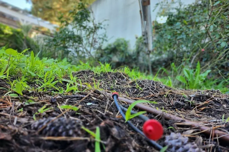 Close view of drip irrigation tubing running through bark mulch beneath shrub planting
