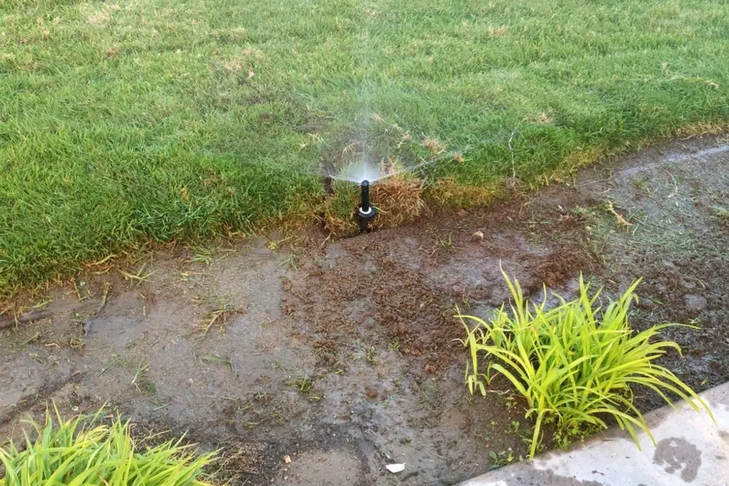 Pop up spray head running on a turf area with water pooling on the adjacent surface