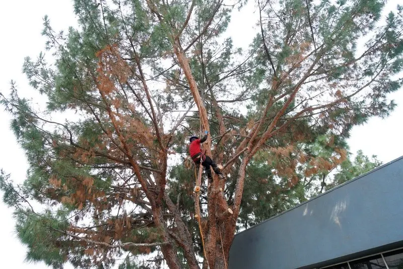 Climber roped into the upper canopy of a large tree above a commercial building