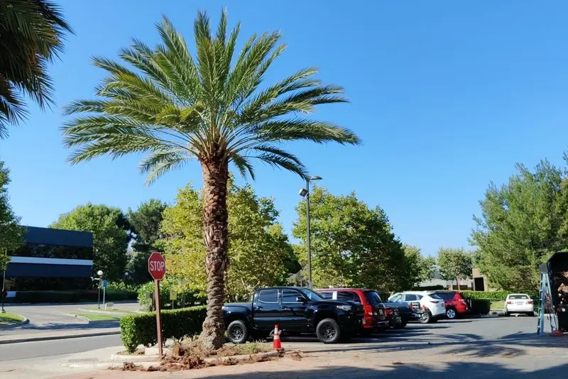 Mature fan palms beside a commercial parking area with vehicles and traffic cones