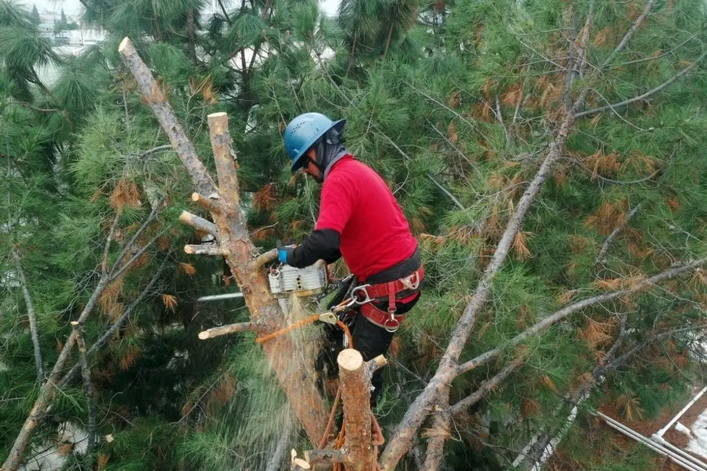 Climber in safety gear cutting sections from a pine canopy with a chainsaw