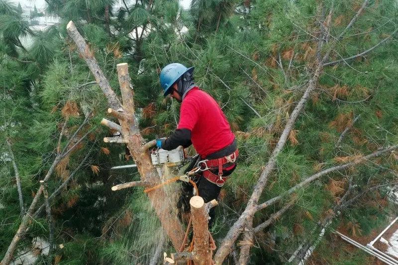 Climber in safety gear cutting sections from a pine canopy with a chainsaw