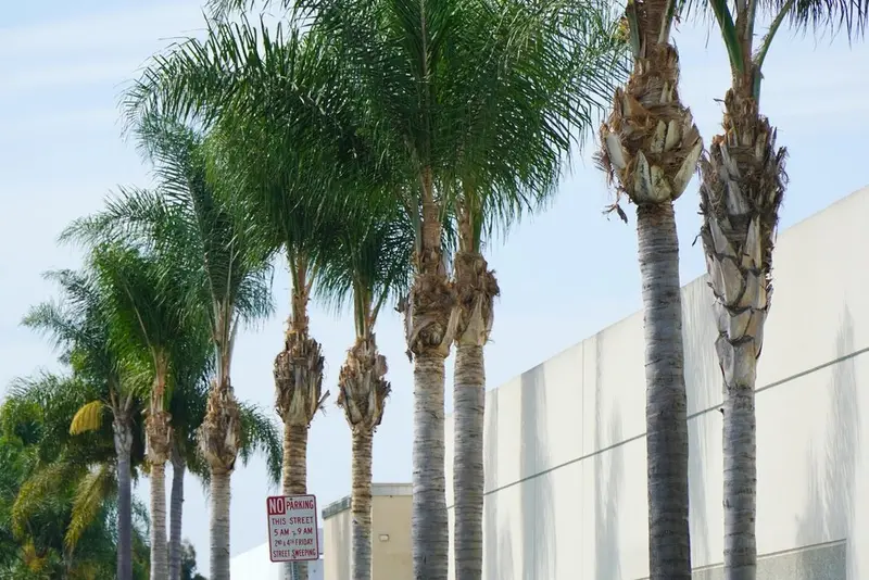 Row of tall fan palms along the wall of a large industrial building