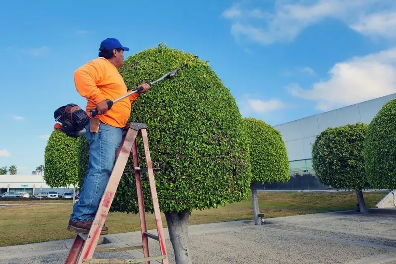 Crew member on a step ladder shaping a rounded shrub outside a commercial building