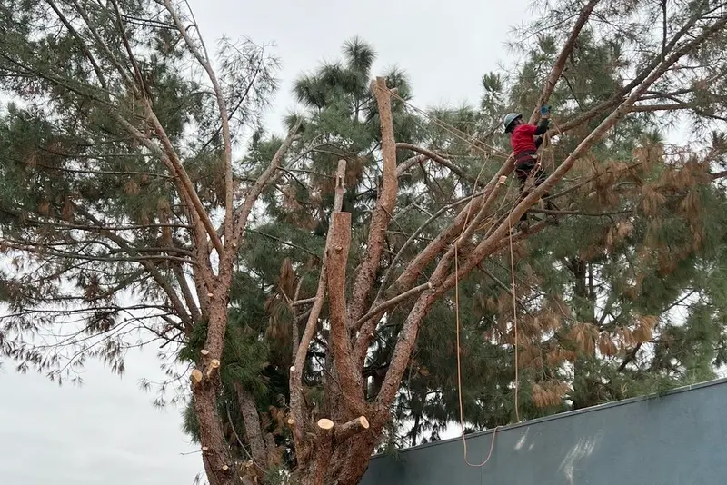 Climber working high in a large tree canopy above a commercial building roof
