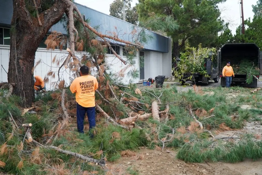 Crew clearing a large fallen tree and branch debris beside a commercial building