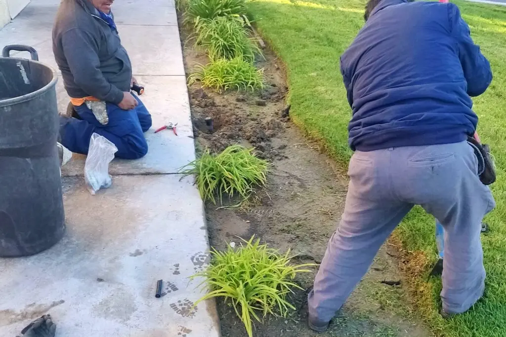 Two crew members planting ornamental grasses in a bed beside a commercial walkway