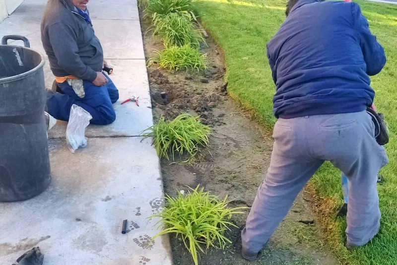Two crew members planting ornamental grasses in a bed beside a commercial walkway