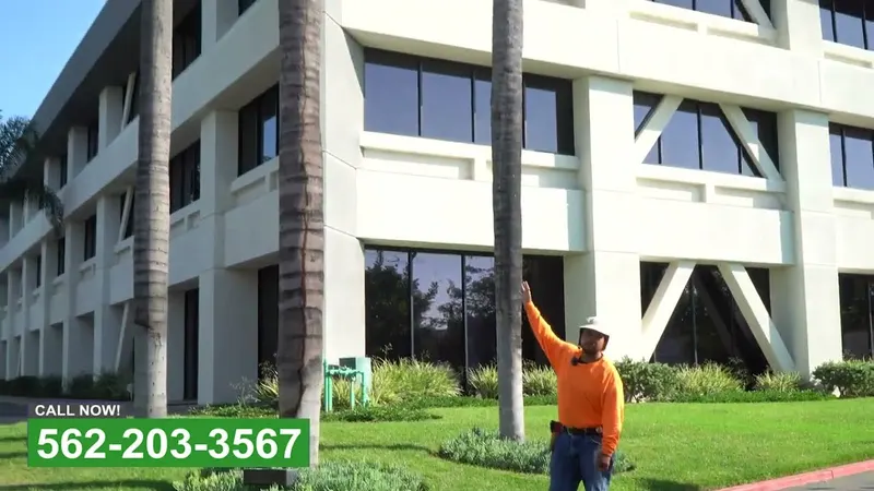 Play video: Checking tree health at an office building