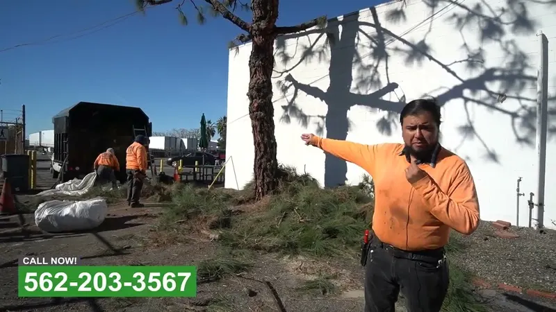 Play video: Chipping brush after a tree trim