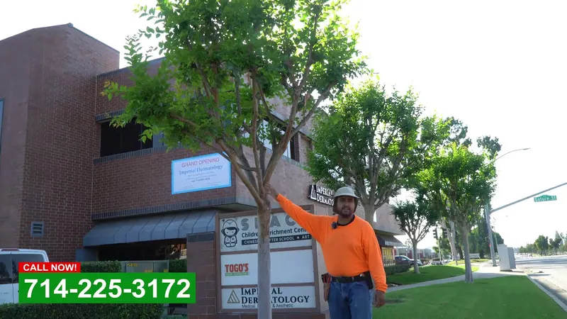 Play video: Tree care on a commercial property