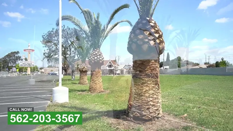 Play video: Trimming palms at a Norwalk commercial property