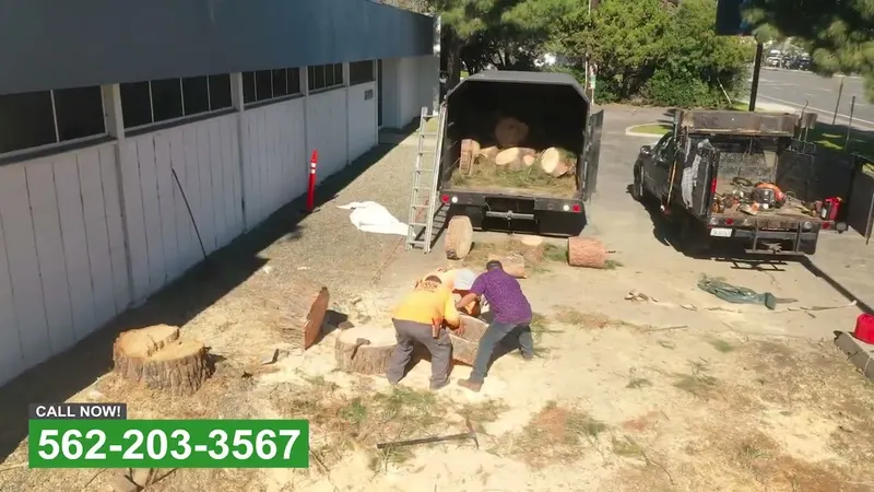 Play video: Removing a failed tree and its stump