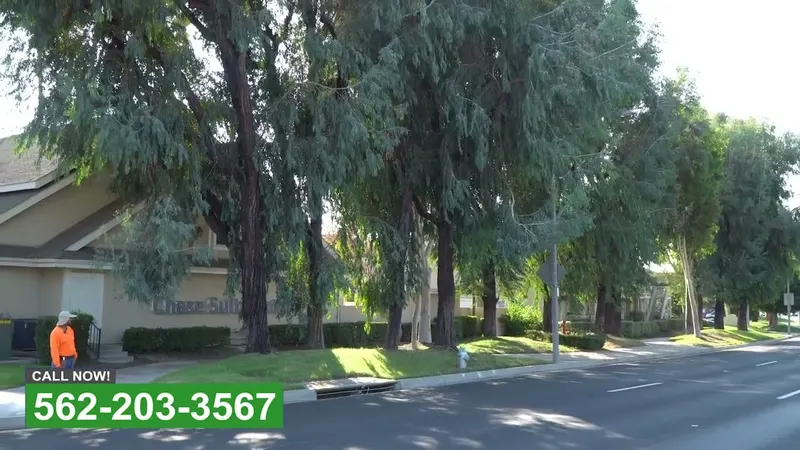 Play video: Structural pruning on mature shade trees