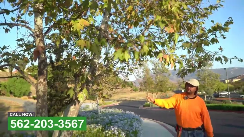 Play video: Managing canopy over a commercial drive