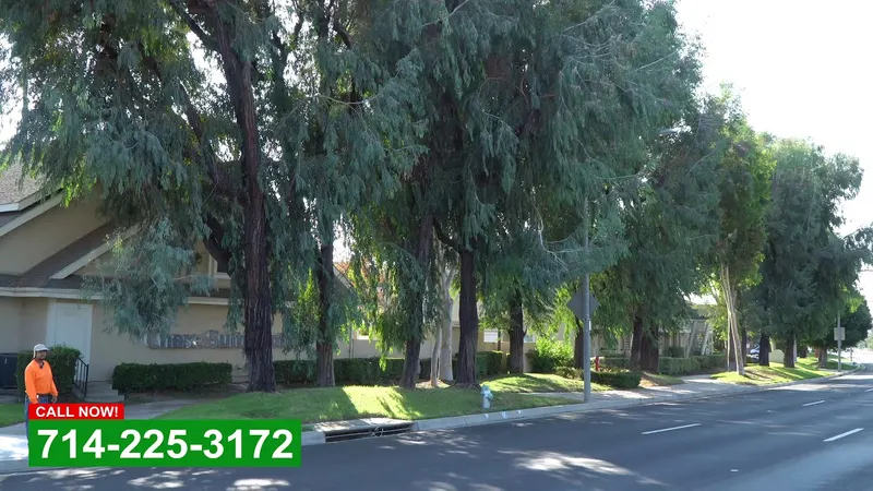 Play video: Clearance pruning along a commercial street
